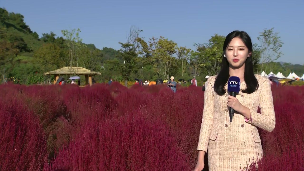 [날씨] 쾌청한 가을 하늘...가을꽃 축제 즐기는 시민들 / YTN