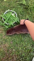 Discovering the Cool and Quirky Behaviors of Capybaras!