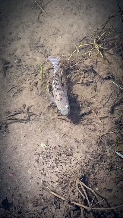 Nature’s Vacuum: The Food Chain in Action