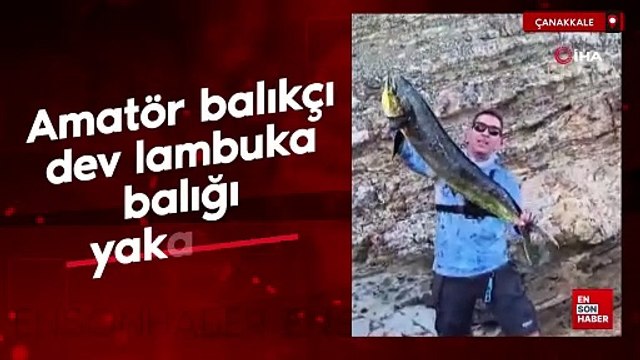 Çanakkale'de amatör balıkçı dev lambuka balığı yakaladı
