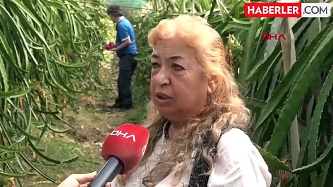 Emekli Öğretmen Çiftten Ejder Meyvesi Başarısı