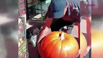 Resmen 36 kilo ağırlığında! Dev kabağı görenler şok oldu