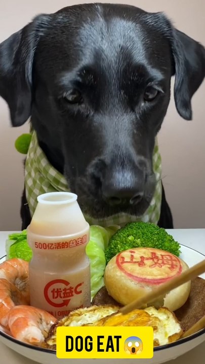 "Dog Enjoys Dinner Time in Adorable Video"