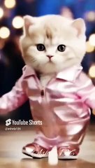 cat #cat #catlover #funny #youtube #animals @ashley126