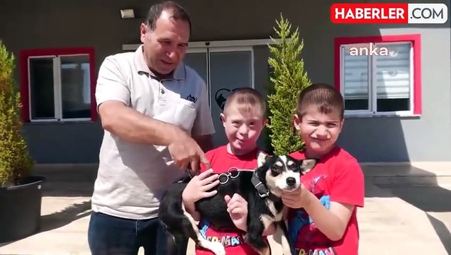 Gebze'deki Hayvan Katliamı Üzerine Tepkiler Sürüyor