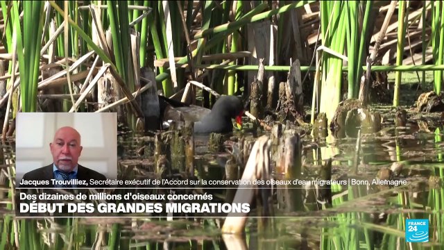 Début des grandes migrations : le long et difficile périple des oiseaux migratoires