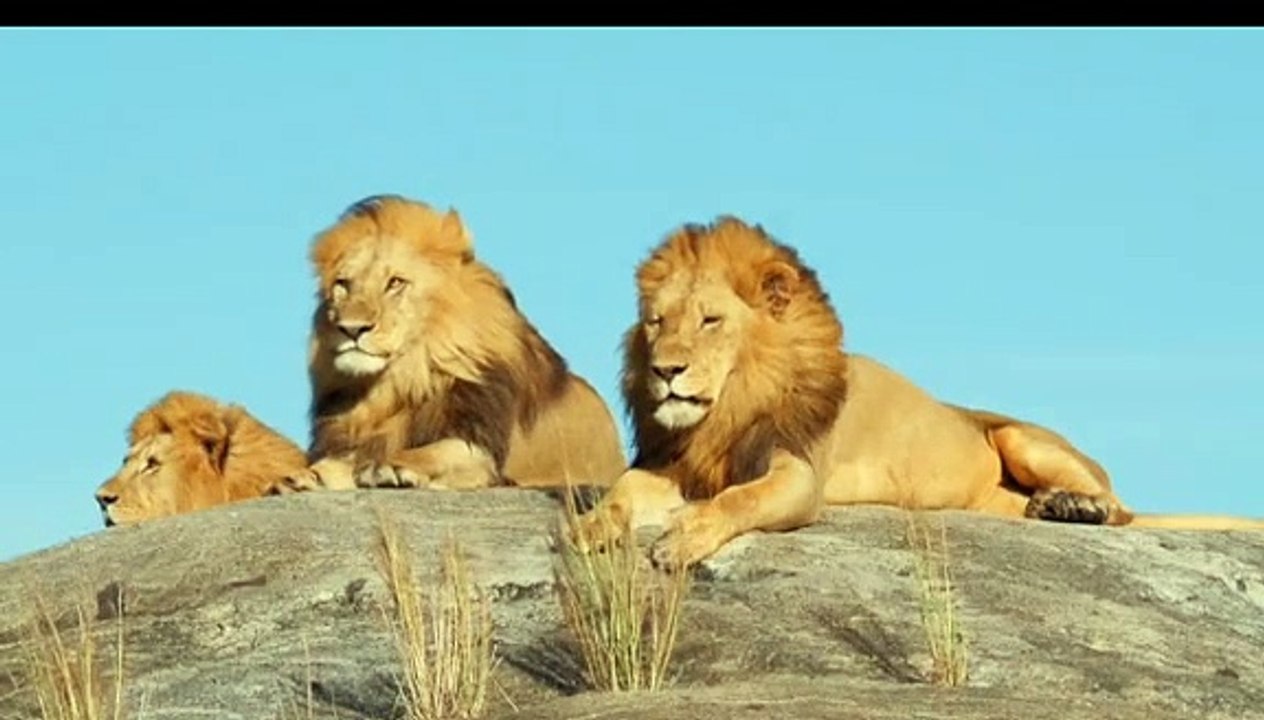 Lion King 