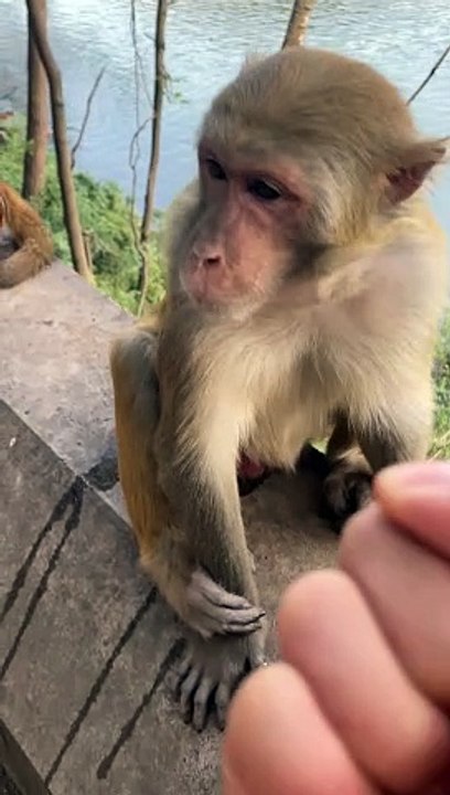 Episode 14 Funny cute monkey