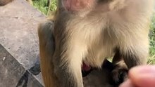 Episode 14 Funny cute monkey