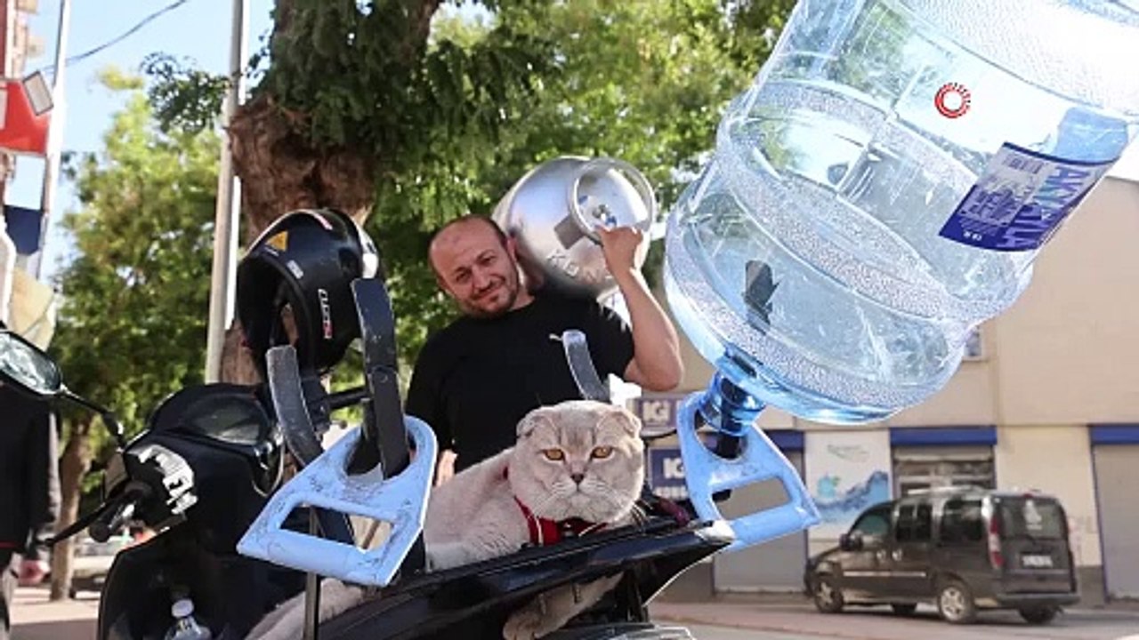 kedi motosiklet
