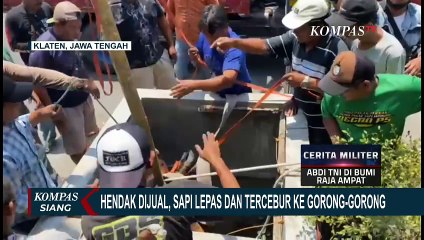Hendak Dijual, Sapi Ngamuk dan Terperosok ke Gorong-Gorong Sedalam 3 Meter