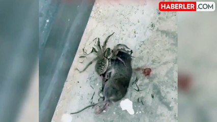 Kurt örümceğinin fareyi yediğini gören anne, o anları kameraya aldı
