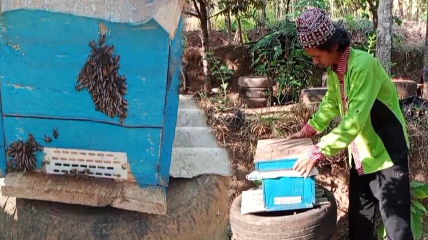 Intip Ternak Madu Tradisional Lereng Gunung Wilis Madiun, Bisa Sedot di Tempat