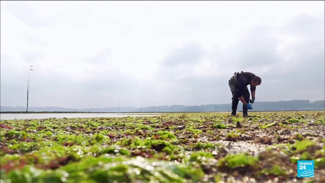 En Bretagne, les ostréiculteurs s’inquiètent des effets du réchauffement climatique sur leur activité