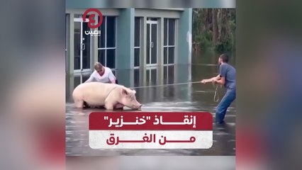 إنقاذ "خنزير" من الغرق