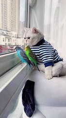 Cat and Australian Parrot: Can Feline and Feathered Friends Coexist?