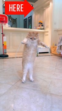 Cats funny videos#cat funn#cat funny jumping #cats funny entertainment #cat funny dance
