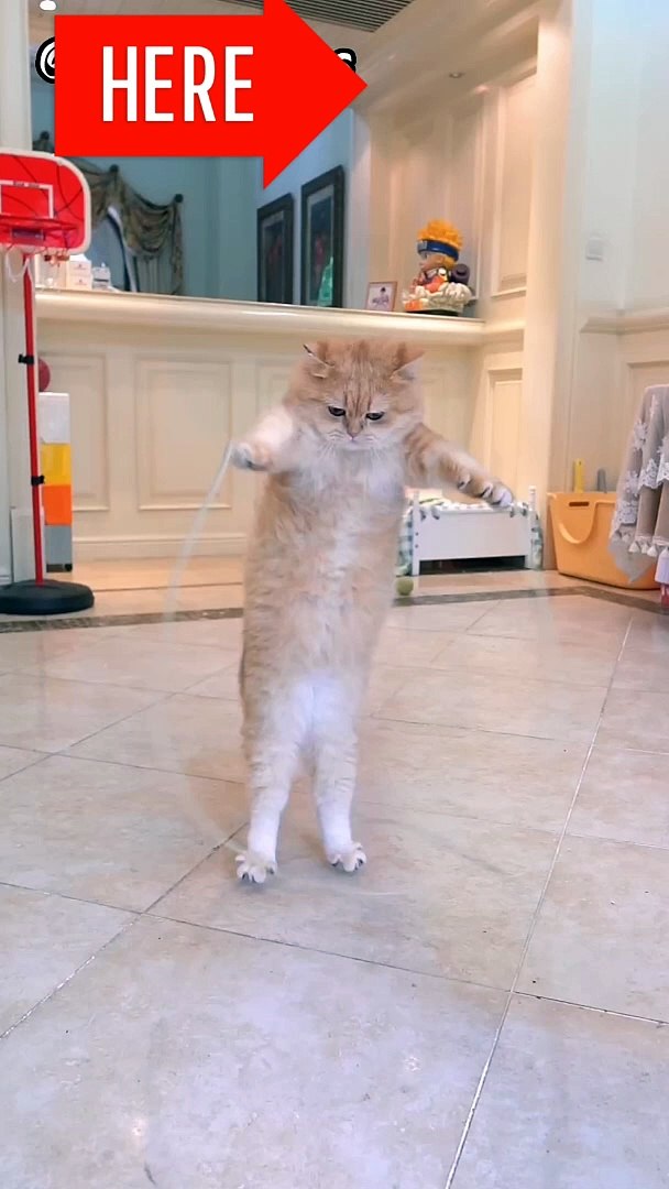 Cats funny videos#cat funn#cat funny jumping #cats funny entertainment #cat funny dance
