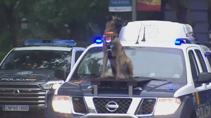 La presentación de los guías caninos ante el palco real: lo más viral del desfile