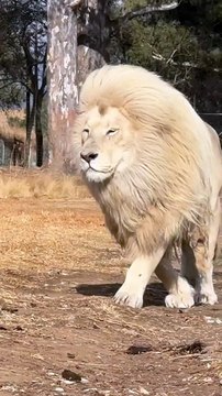 Moyas white mane is just extraordinary.. when he moves it flows with him like a golden curtain