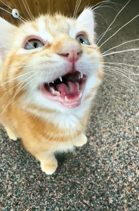 Funniest animals | cute animals | #animals #cuteanimals #funniestanimals