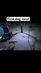 Big Leapord attacks 2 dogs. Only one survives!