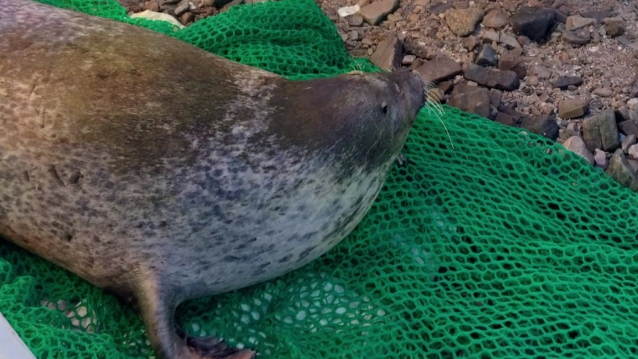 서산에서 발견된 천연기념물 점박이물범...결국 폐사 / YTN
