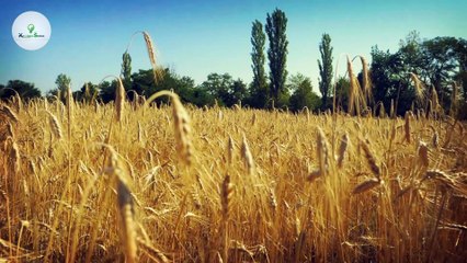 एक पक्षी और पूरी आर्मी आमने सामने | The great Emu War