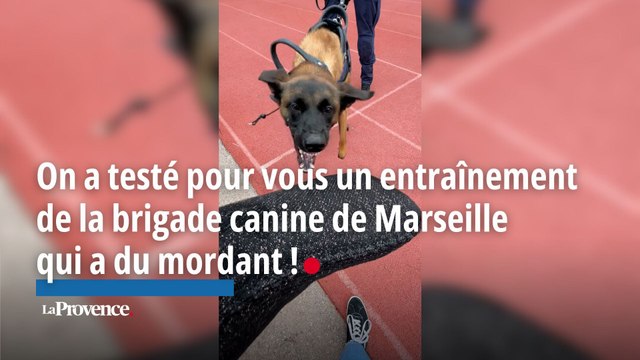 On a testé pour vous un entraînement de la brigade canine de Marseille qui a du mordant…