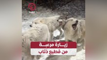 زيارة مرعبة من قطيع ذئاب