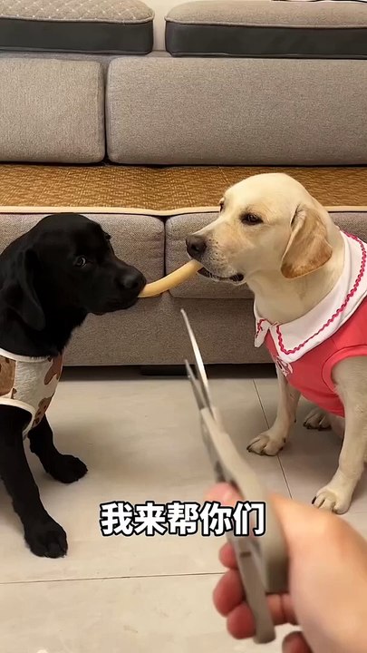 Dog Recation