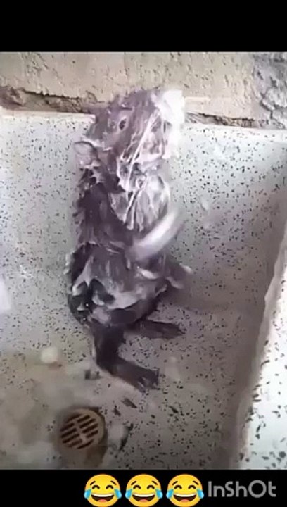 The Rat in Shower Mod