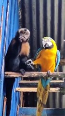 Tải video: Ce singe et ce perroquet sont meilleurs potes... adorable