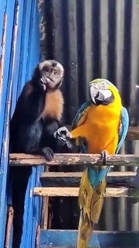 Ce singe et ce perroquet sont meilleurs potes... adorable