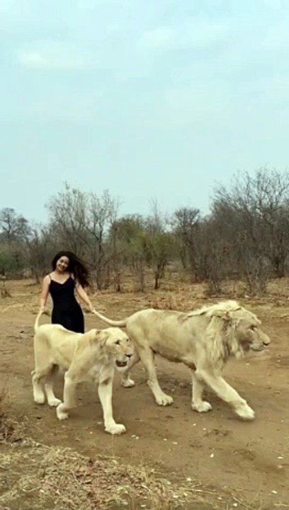 I walk a lion in Zimbabwe