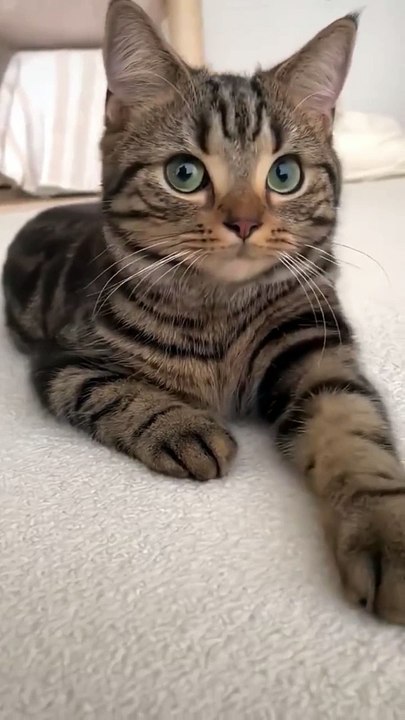 Cute cats