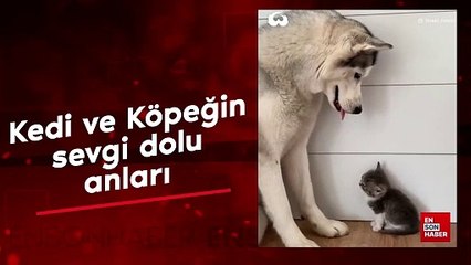 Kedi ve köpeğin sevgi dolu anları