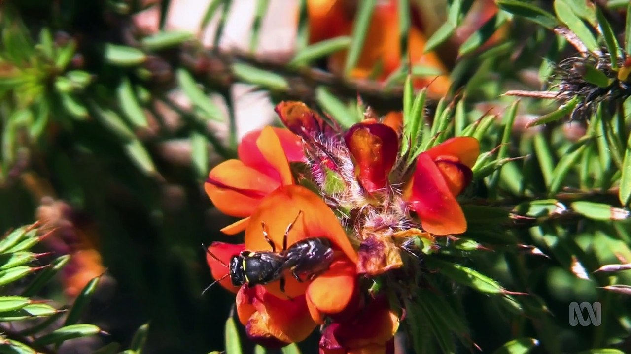 Gardening Australia 2024 Episode 29