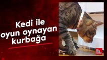 Kedi ile oyun oynayan kurbağa