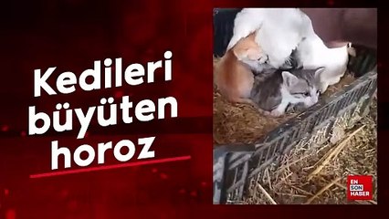 Kedileri ile birlikte yaşayan horoz