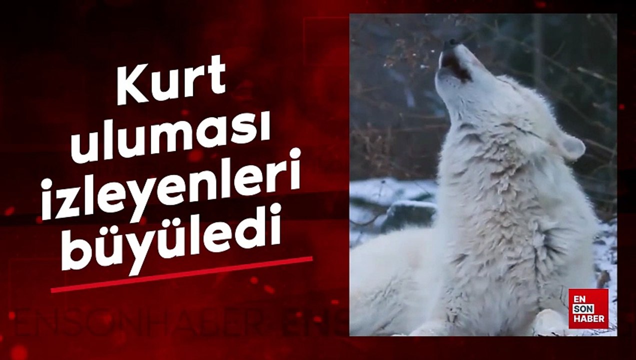 Beyaz kurt ulurken kaydedildi