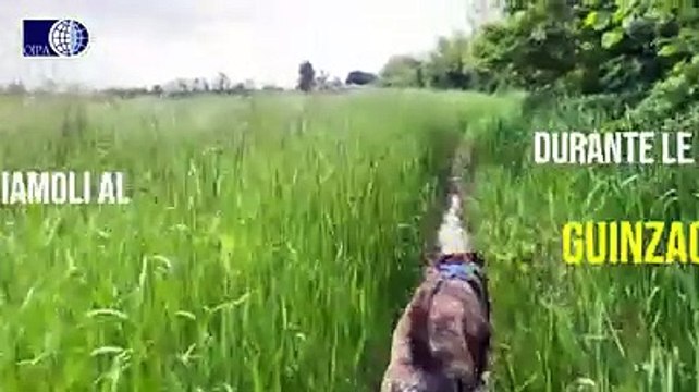 Festeggiamenti di Capodanno, come tenere al sicuro gli animali