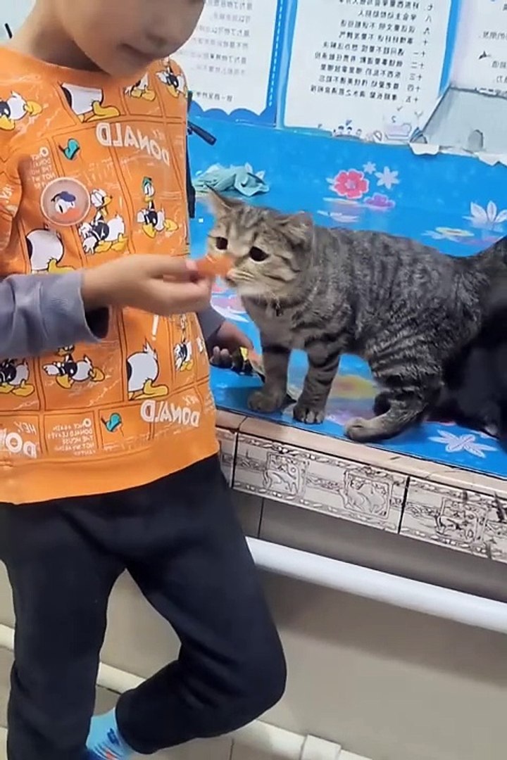 Funniest animals | cute animals | #animals #cuteanimals #funniestanimals