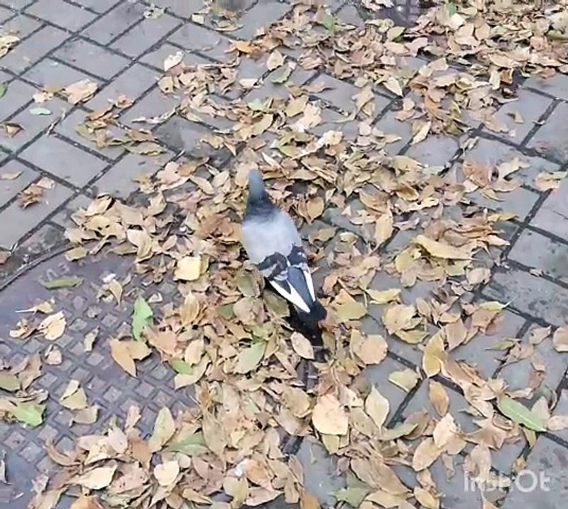 Красивая птица голубь