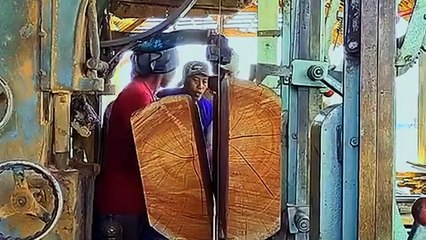 Rain tree monster shocks America ‼ world class trembesi wood sawmill