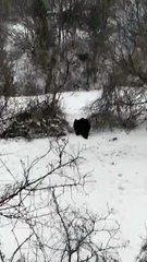 L'ultima scorribanda di Juan Carrito