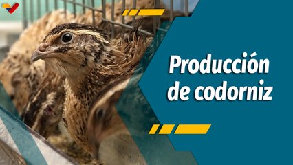 A Todo Motor por Venezuela | Cría y producción de codorniz
