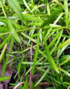 |HABIB ARIEL CORIAT HARRAR | DESAFÍOS ACTUALES EN LA IMPLEMENTACIÓN DE CNN (PARTE 2) (@HABIBARIELC)