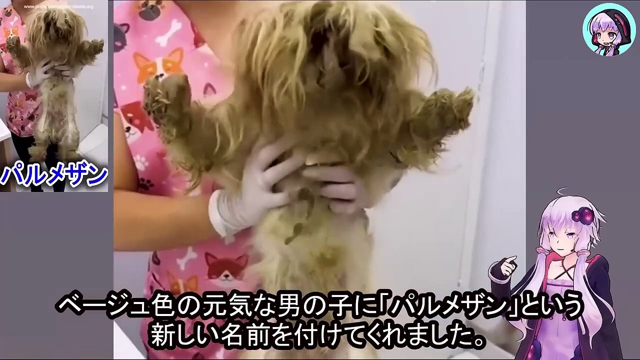 ネグレクト見捨てられた2匹の命、飼育放棄され放置された悪夢からの解放！　Two neglected and abandoned lives, freed from the nightmare of being abandoned and neglected!