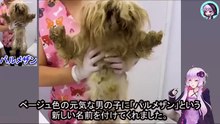 ネグレクト見捨てられた2匹の命、飼育放棄され放置された悪夢からの解放！　Two neglected and abandoned lives, freed from the nightmare of being abandoned and neglected!